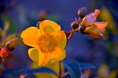 夕映えの中に見かけた花