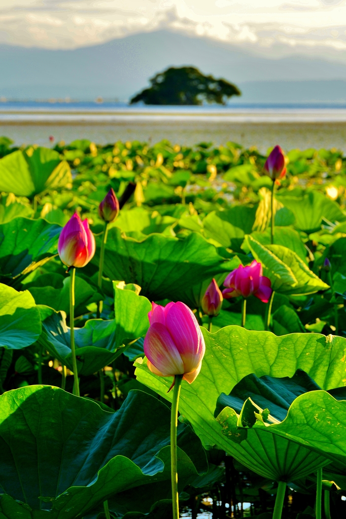 湖上花