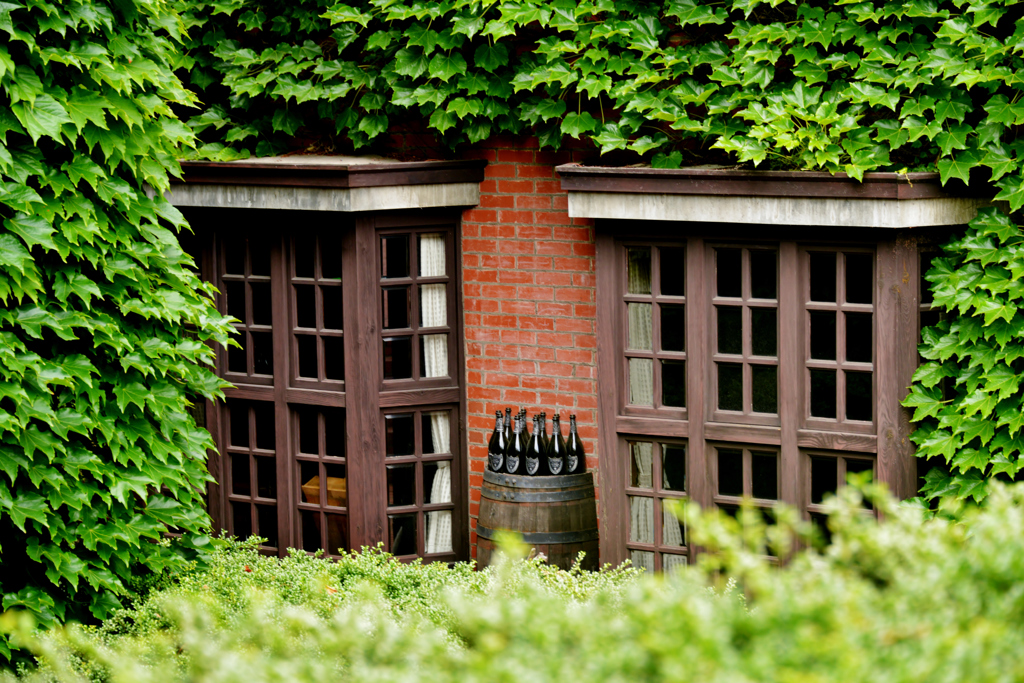 Window