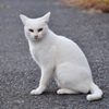 にゃんですか？（猫シリーズ　3）