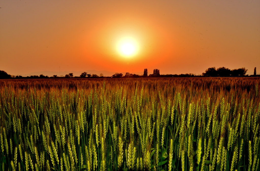 青麦畑の夕日