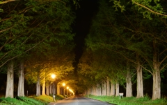 深夜の樹林トンネル
