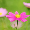 夏なのに秋桜
