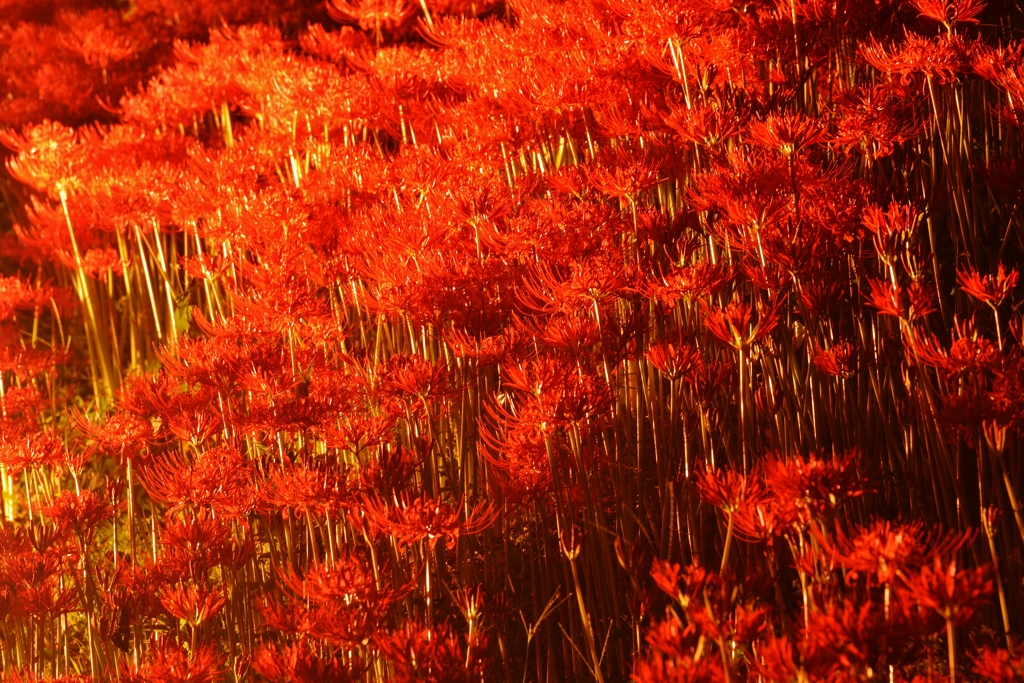 燃え花