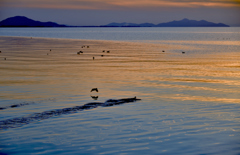 近江の海