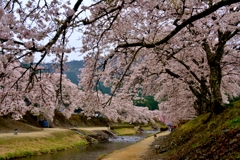 鮎河の桜　5-3