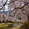 鮎河の桜　5-3