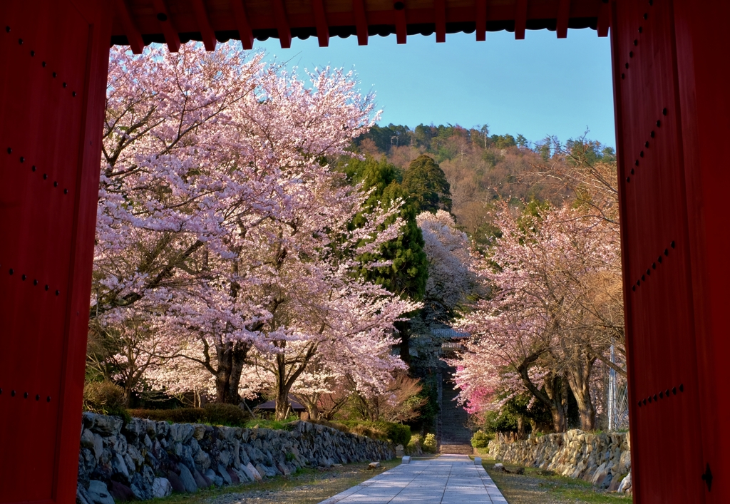 額縁桜