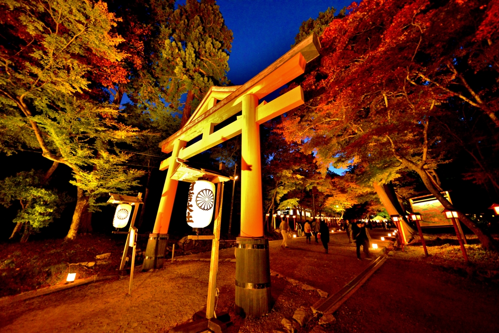 日吉大社紅葉ライトアップ　山王鳥居