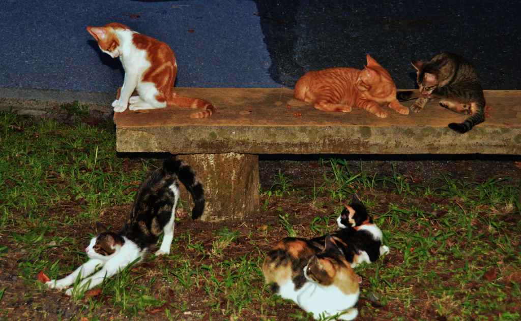 子猫の楽園