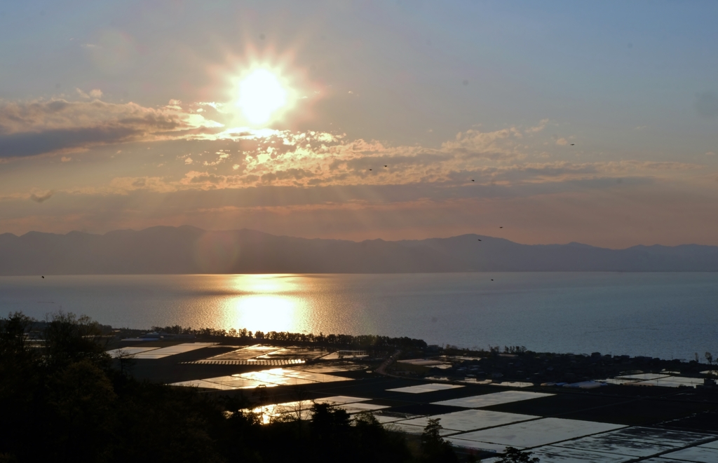 湖辺の水田