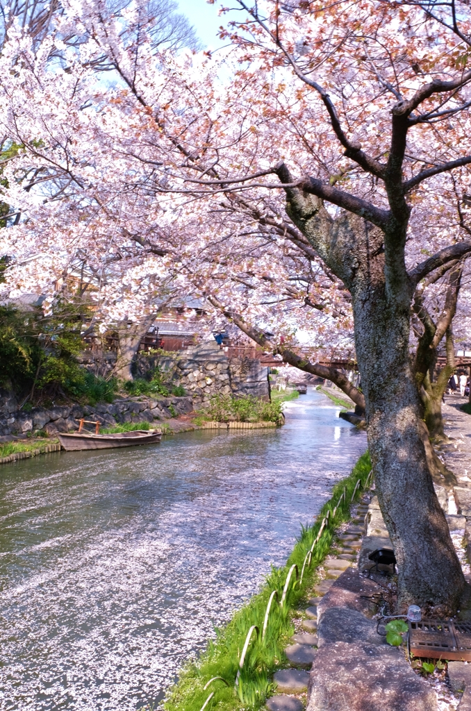 堀端桜