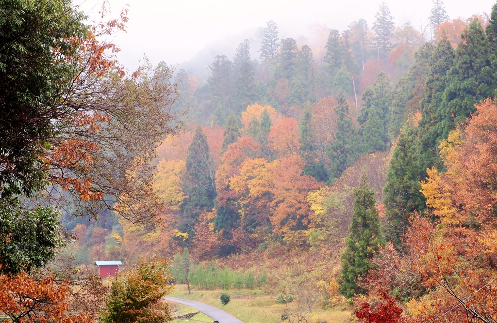 山間の紅葉