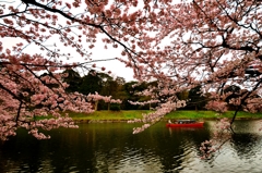 彦根城桜光景