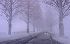 雪中のメタセコイア並木道