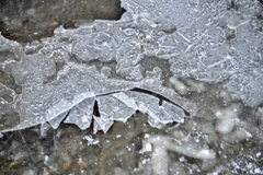 氷紋