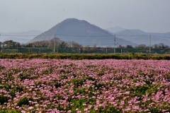 山本山とレンゲ畑