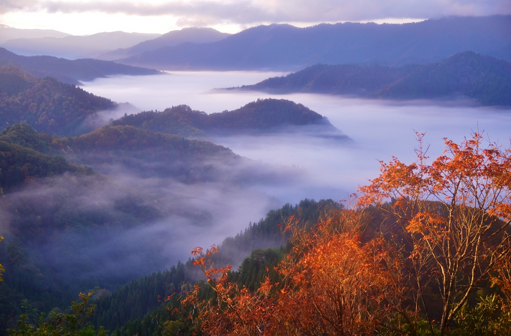 雲上の紅葉