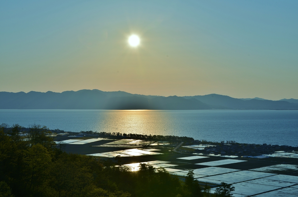 琵琶湖湖辺の水田