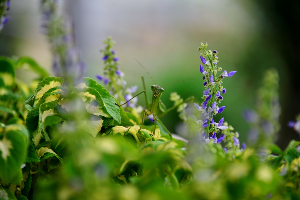 カマキリの楽園  