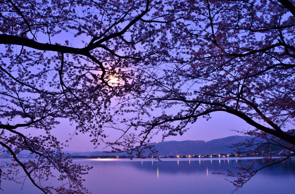 夜明け前桜　3-2