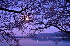 夜明け前桜　3-2