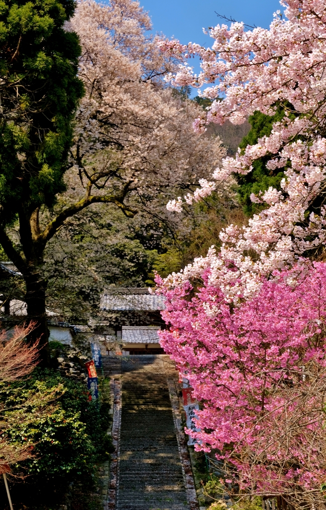 酒波寺参道桜