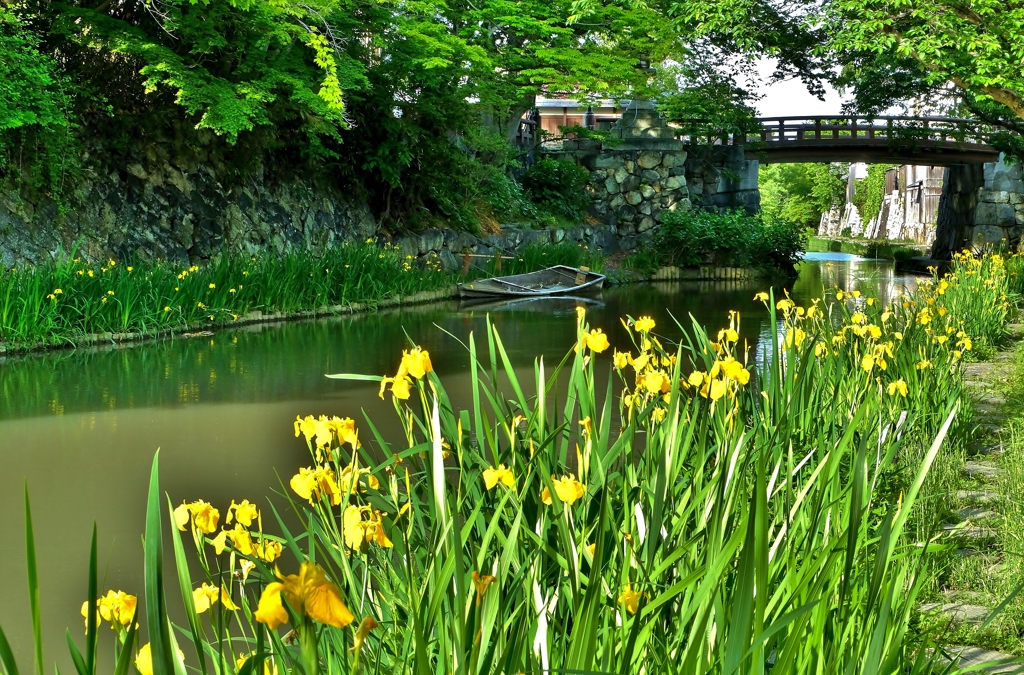 初夏の八幡堀