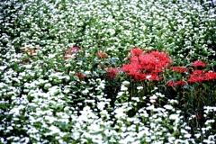 白い蕎麦畑の赤い彼岸花