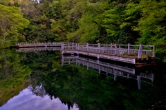 新緑映し
