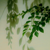 木葉模様