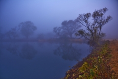 水辺の樹霧