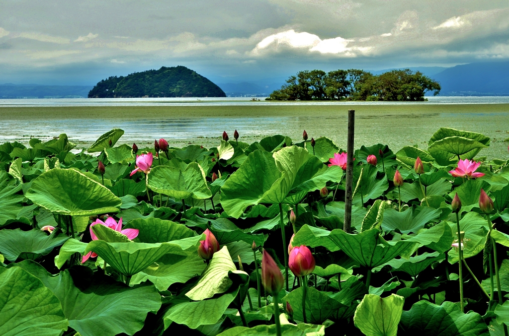 湖北夏景