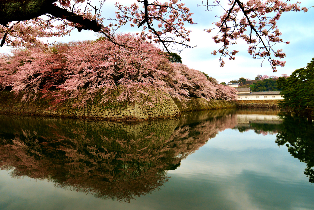 さくらサクラ桜