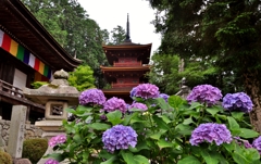 長命寺の紫陽花