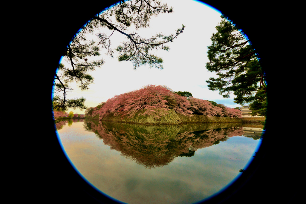 潜望の石垣桜