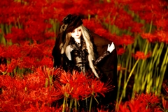 Red spider lily of the doll