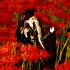 Red spider lily of the doll