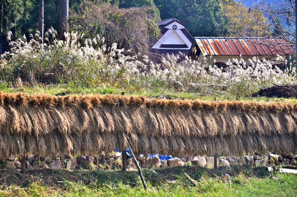 山間の稲掛け干し
