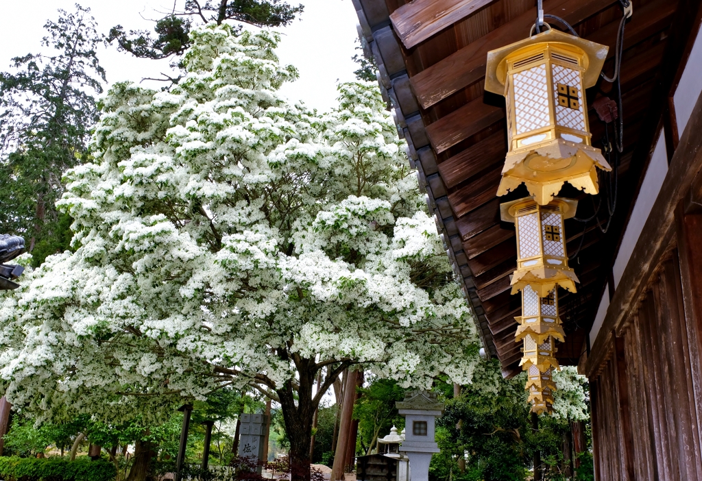 沙沙貴神社のなんじゃもんじゃ　5-5