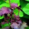 紫蘇の花