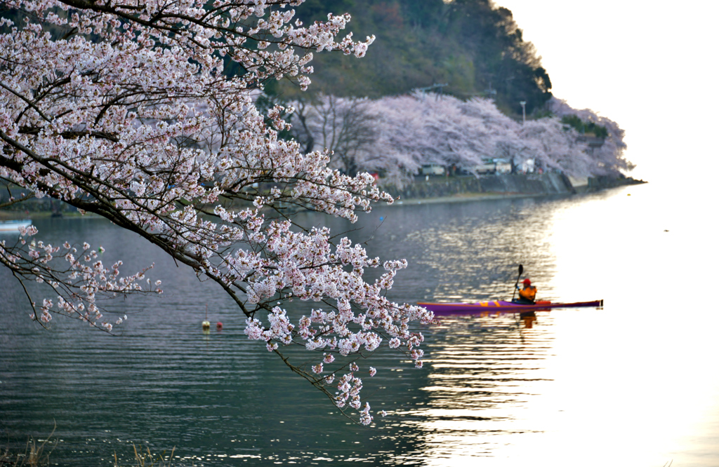 海津大崎 の桜(2)