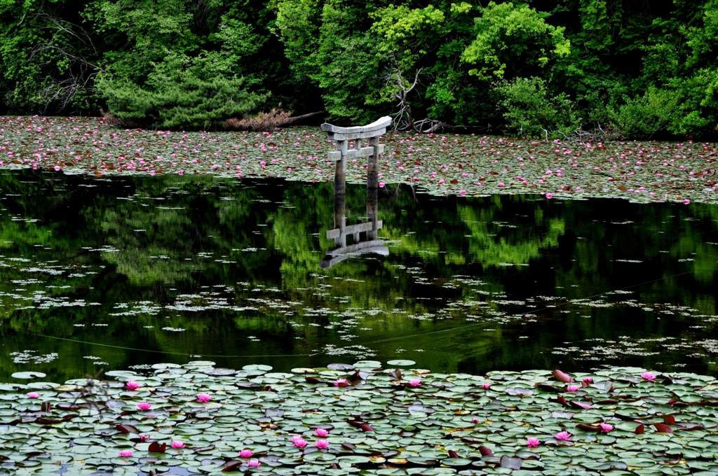 沈み鳥居