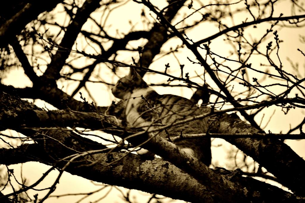 木に登る猫　　3－1
