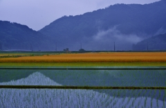 田園残春