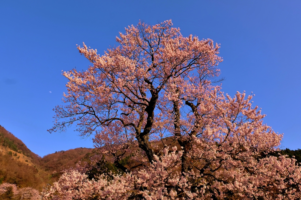 見返りの桜