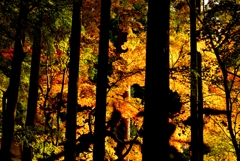 樹影の秋