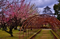 豊公園の梅