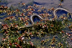 水辺のヘビ
