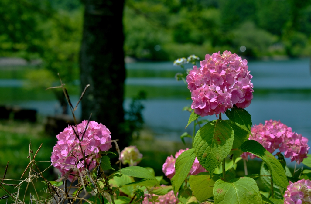 湖畔の紫陽花